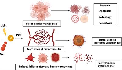 The Role of Photodynamic Therapy in Triggering Cell Death and Facilitating Antitumor Immunology